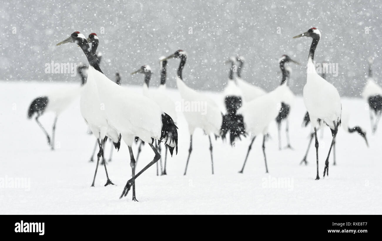 Grues Japonaises en neige. La grue à couronne rouge. Nom scientifique : Grus japonensis, également appelé la grue japonaise ou grue de Mandchourie, est un grand E Banque D'Images