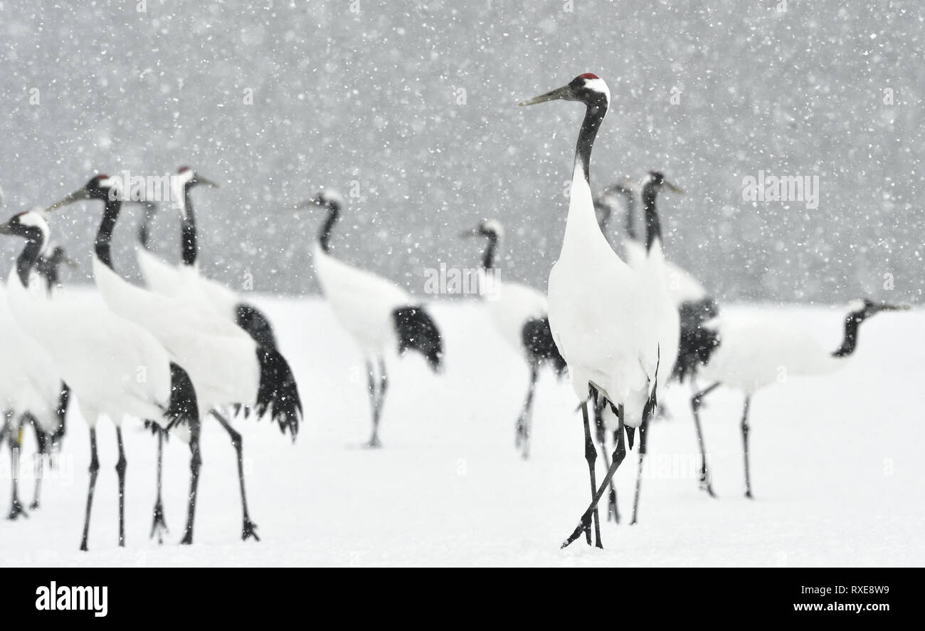 Grues Japonaises en neige. La grue à couronne rouge. Nom scientifique : Grus japonensis, également appelé la grue japonaise ou grue de Mandchourie, est un grand E Banque D'Images