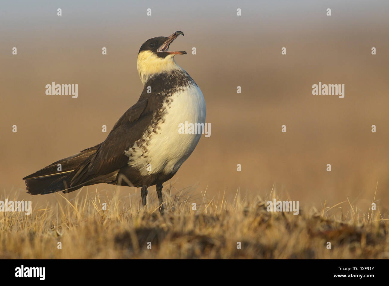 Labbe pomarin (Stercorarius pomarinus) dans la toundra dans le Nord de l'Alaska. Banque D'Images
