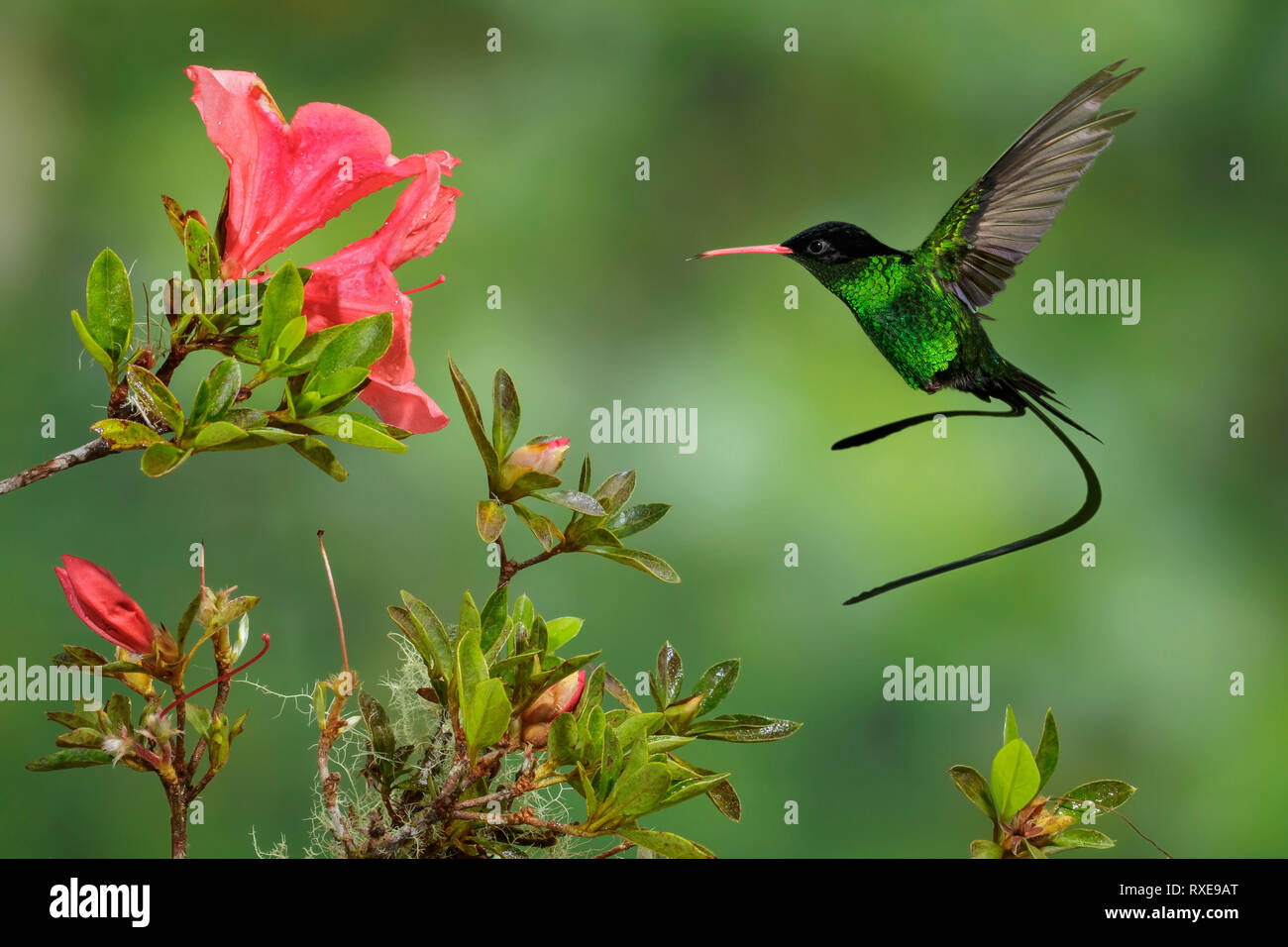 Streamertai à bec rouge Trochilus polytmus (polytmus) volant tout en s'alimentant à une fleur dans Jamiaca. Banque D'Images