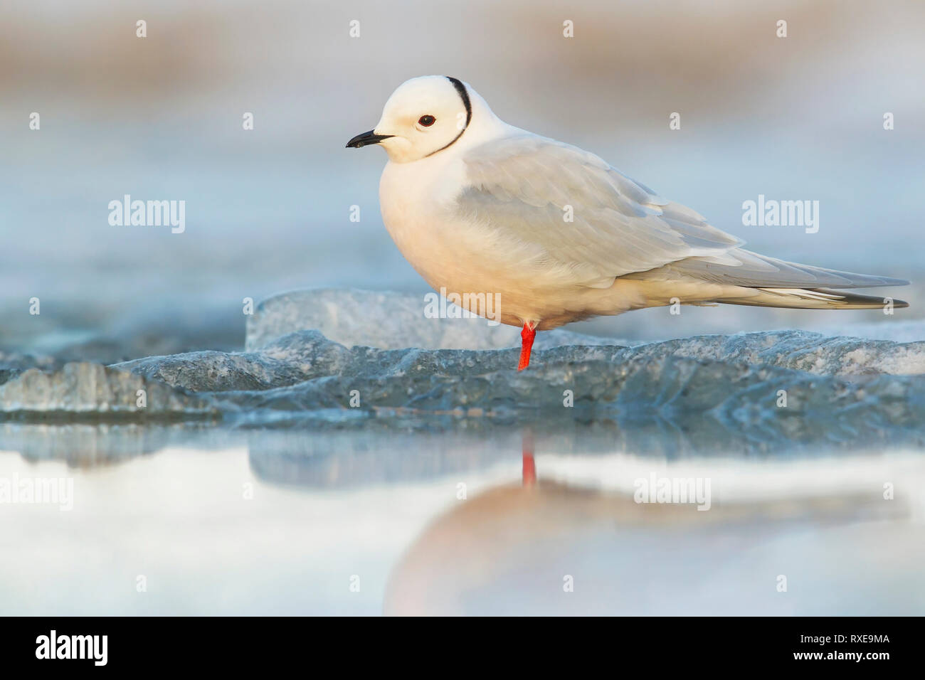 La Mouette rosée (Rhodostethia rosea) se nourrissant d'un petit étang dans la toundra dans le Nord de l'Alaska. Banque D'Images