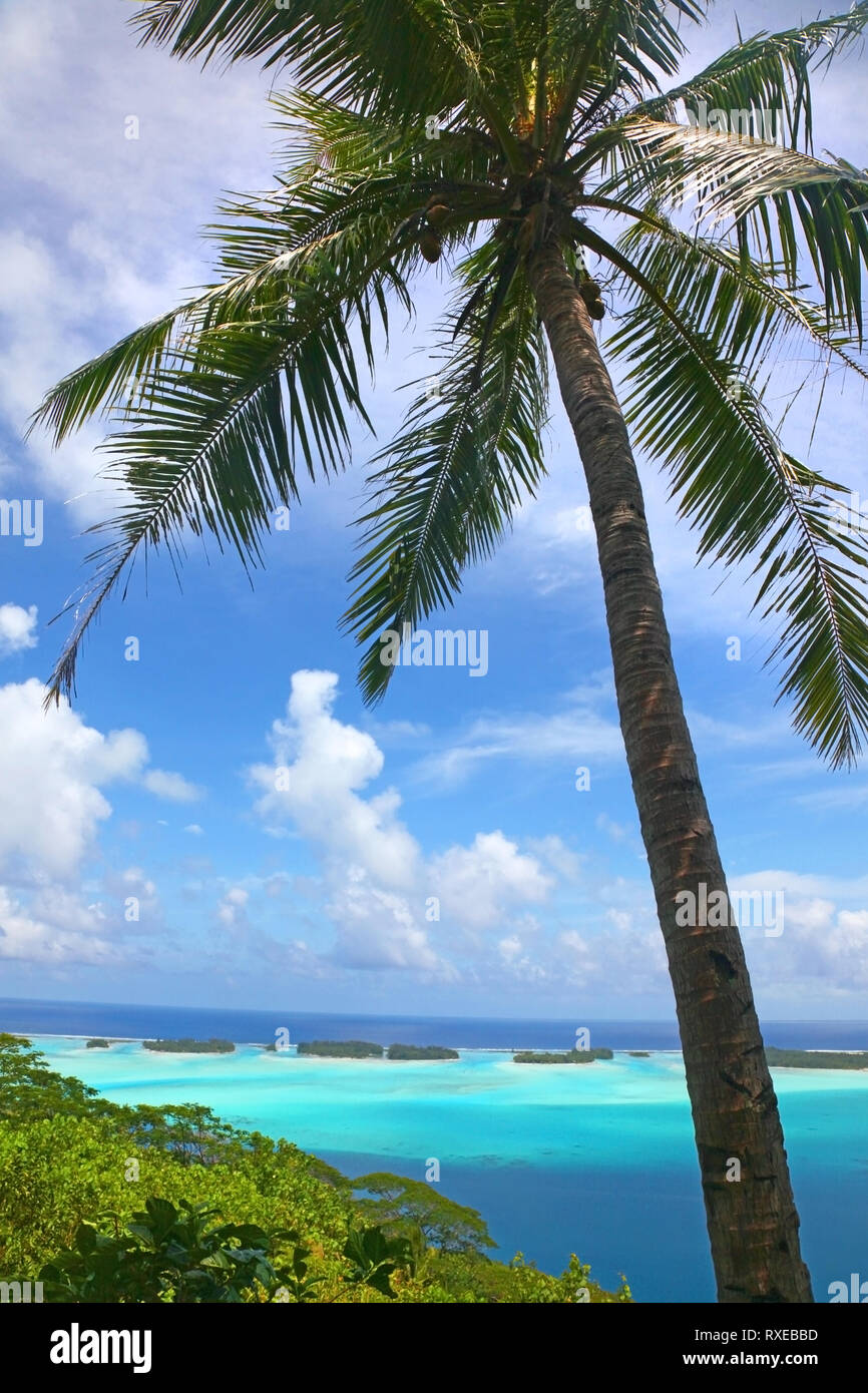 Palmier tropical avec une belle chaîne d'îles & paysage à couper le souffle en arrière-plan, Bora Bora, Polynésie française. Banque D'Images