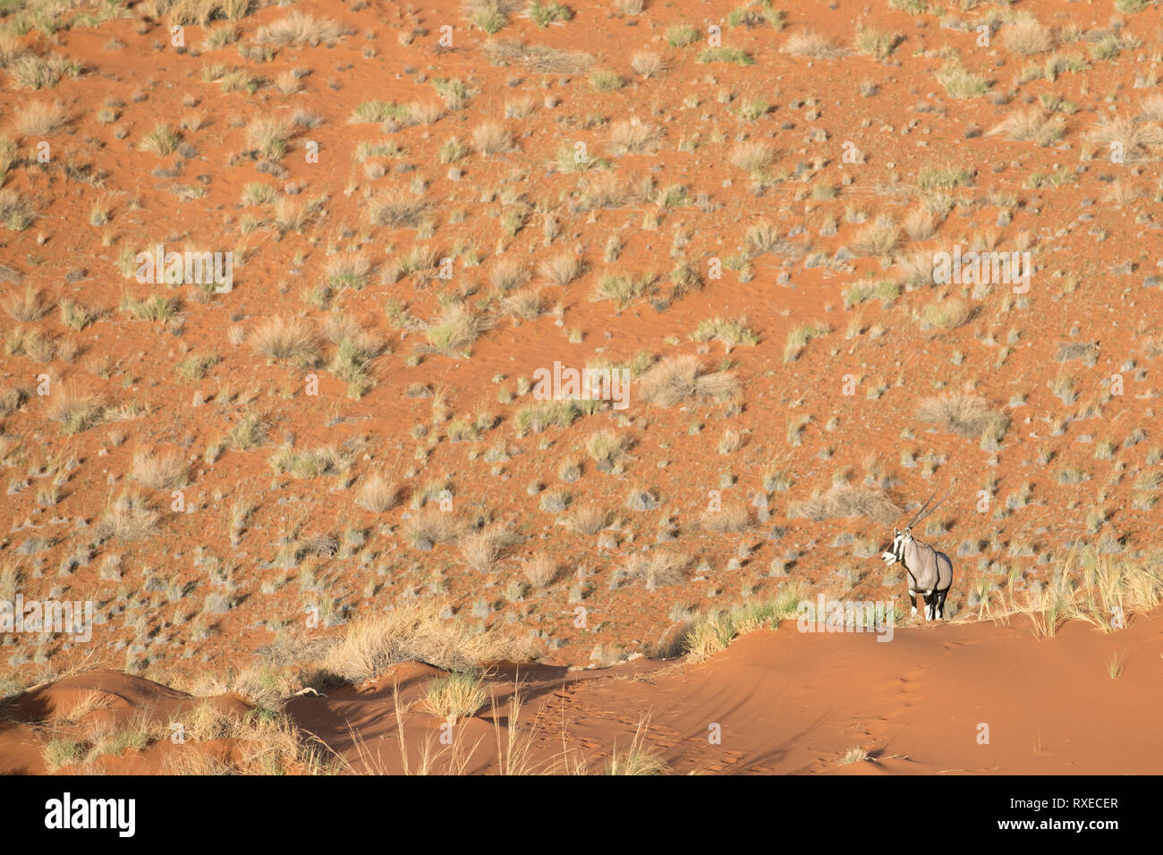 Le dirigeant d'une antilope oryx debout dans les dunes de Sossusvlei, en Namibie. Banque D'Images