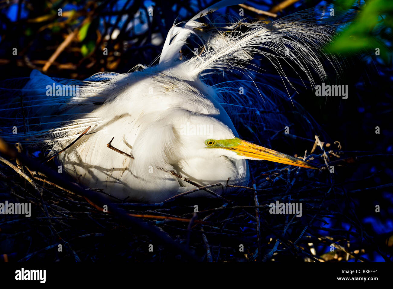 Grande Aigrette parent est en incubation dans l'aube lorsque les rayons du soleil d'abord atteindre le nid. Banque D'Images