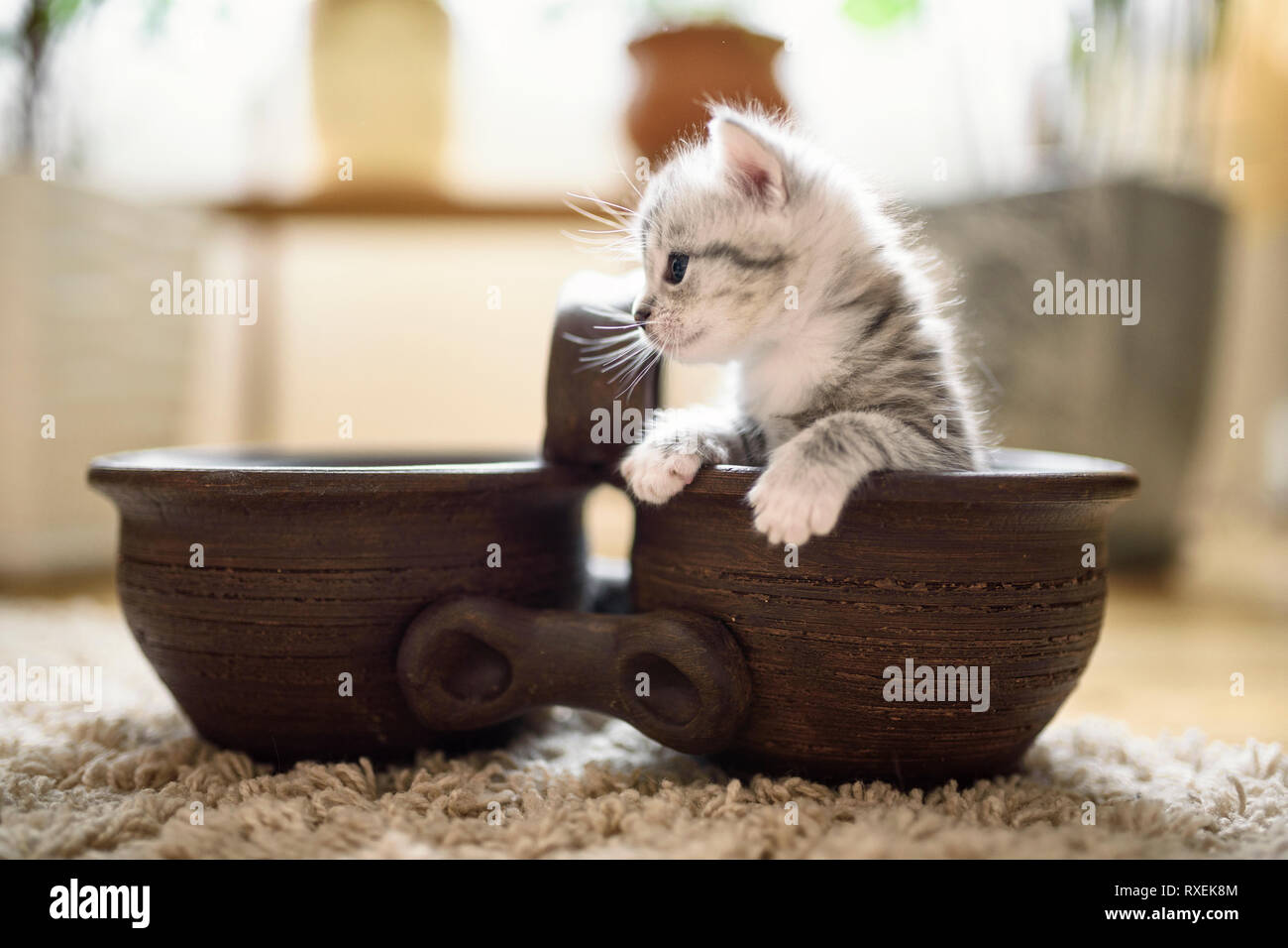 Gentil Petit Chat A Fourrure Gris Blanc Adorable Kitty Dans Humeur Joueuse Est Assis Dans Brown Jardiniere Photo Stock Alamy