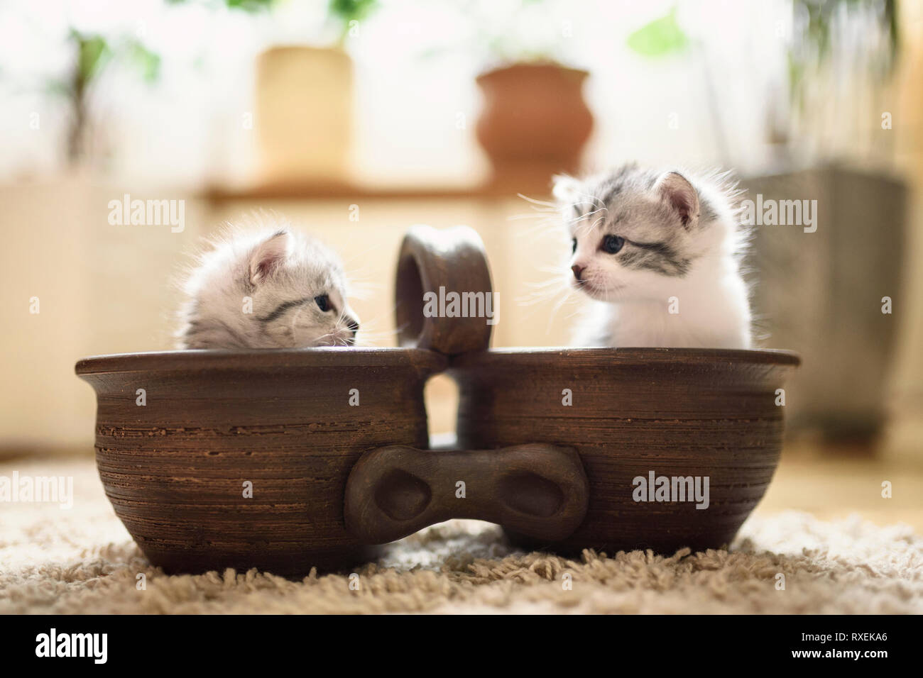 Deux petits chatons dans humeur joueuse mis tête du double brown jardinière. Banque D'Images