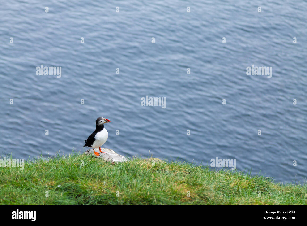 Macareux moine de Borgarfjordur fjord, est de l'Islande. La faune de l'Islande. Macareux moine commun. Fratercula arctica Banque D'Images Macareux moine de Borgarfjordur fjord, est de l'Islande. La faune de l'Islande. Macareux moine commun. Fratercula arctica Banque D'Images