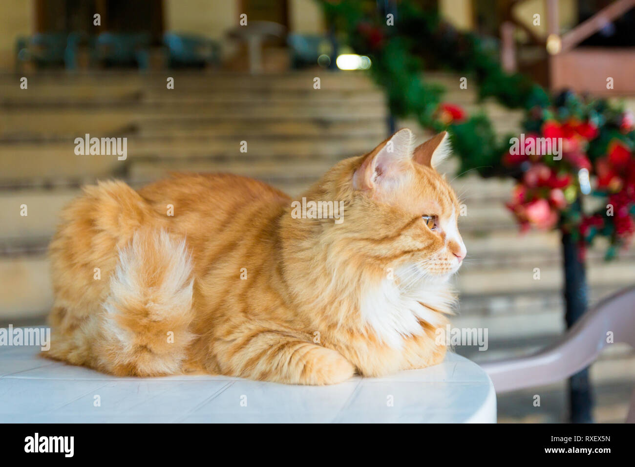 Beau Chat Grec A Pissouri Village Pris Sur L Ile De Chypre Du Paysage Photo Stock Alamy