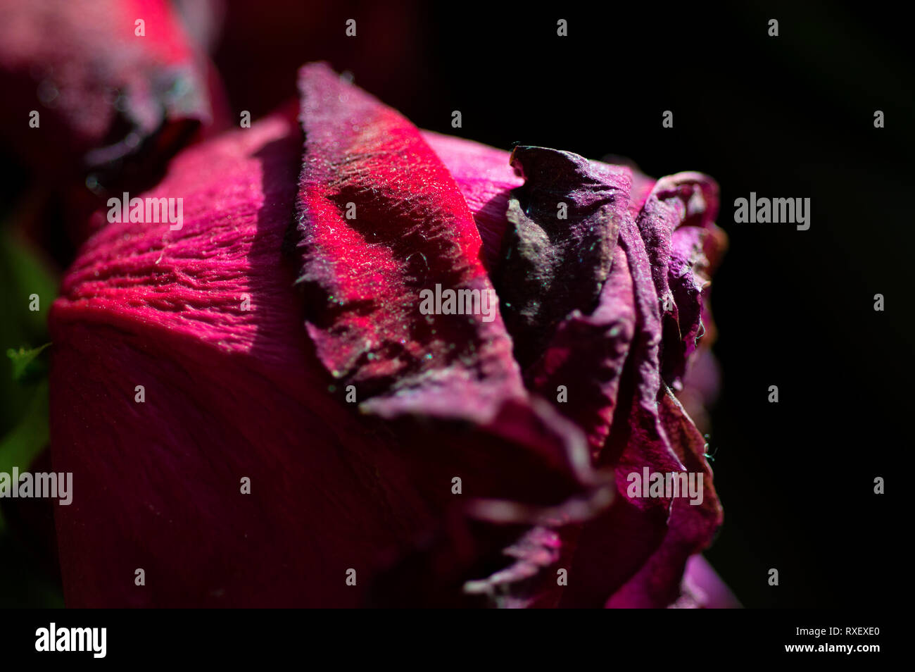 Une image en gros plan d'une rose dans la lumière du soleil, qui a séché en légère hausse Banque D'Images