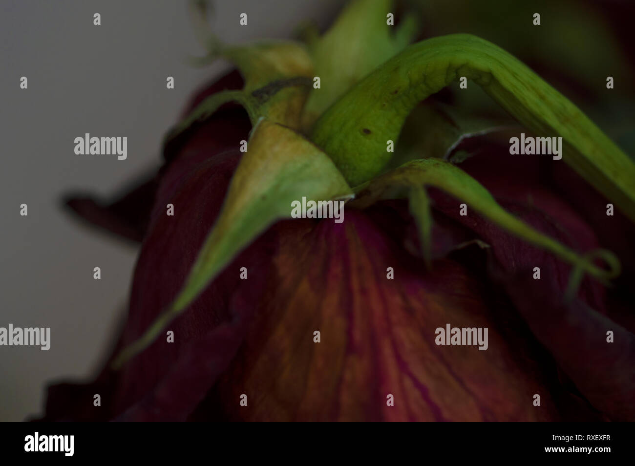 Une image en gros plan d'une rose prise avec un objectif macro Banque D'Images