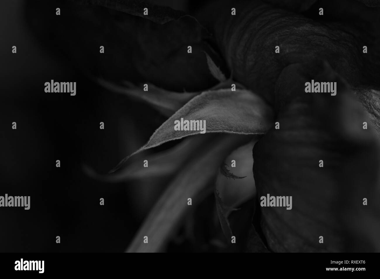 Un noir et blanc, l'image en gros plan d'une rose qui se meurt. Banque D'Images