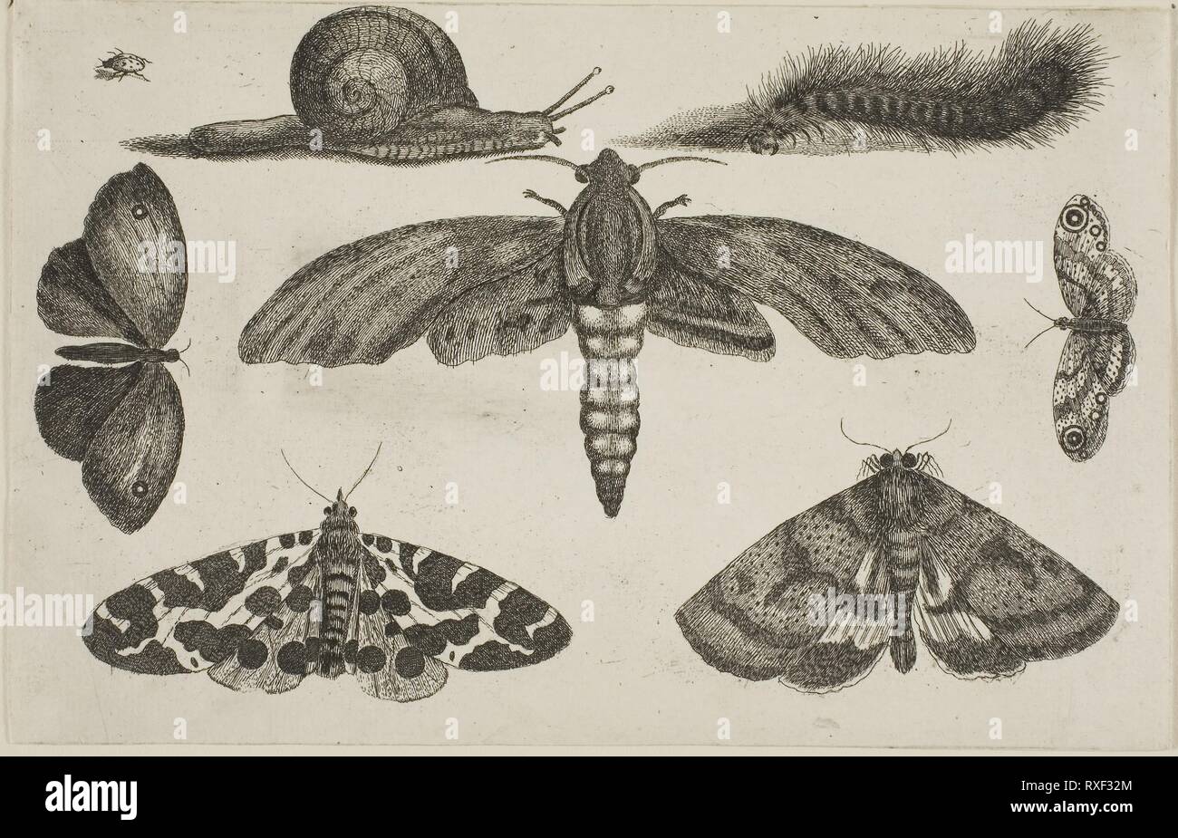 Six Insectes, une chenille, et un escargot. Wenceslaus Hollar ; République tchèque, 1607-1677. Date : 1644-1652. Dimensions : 116 × 182 mm (feuille, parés à l'intérieur d'une plaque d'interrogation). Gravure sur papier vergé ivoire. Origine : La Bohême. Musée : le Chicago Art Institute. Banque D'Images