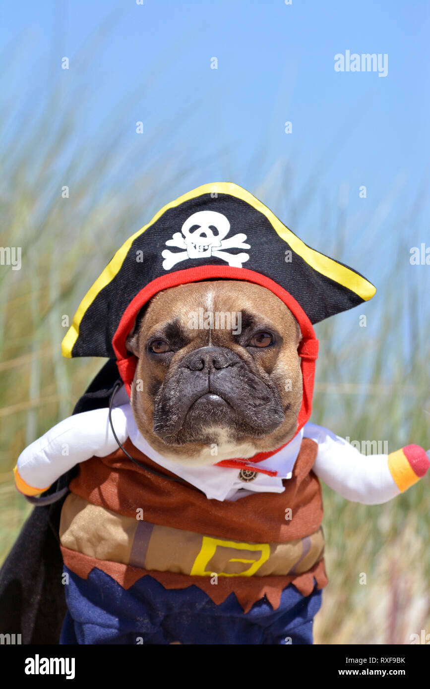 Drôle de garçon de chien Bouledogue Français fauve habillés en costume de  pirate avec chapeau et d'armes Photo Stock - Alamy