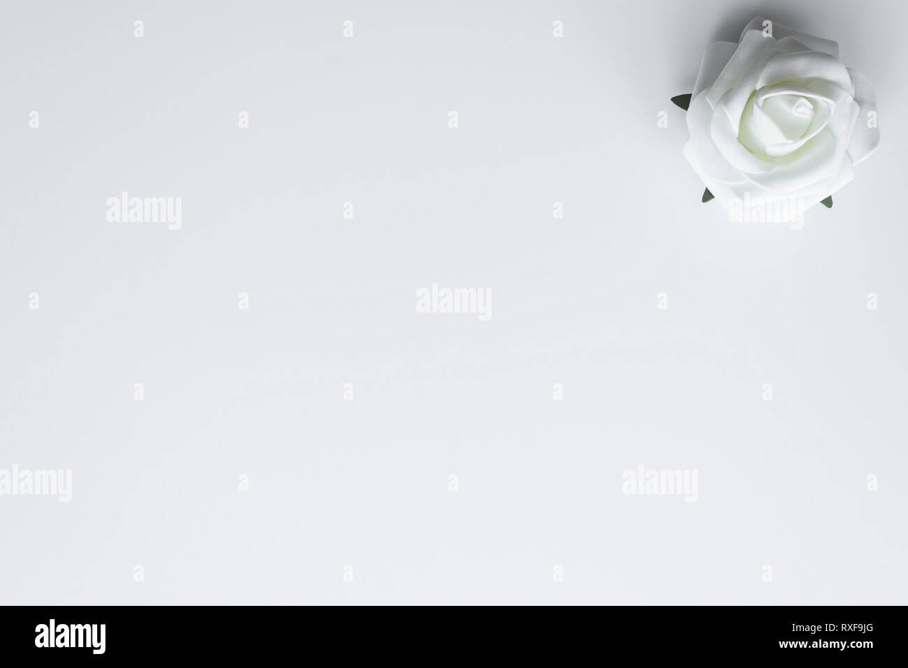 Fleur rose unique de couleur blanche, se trouve sur fond blanc avec copie espace pour Happy Valentines Day souhaite. Concept d'amour. Banque D'Images