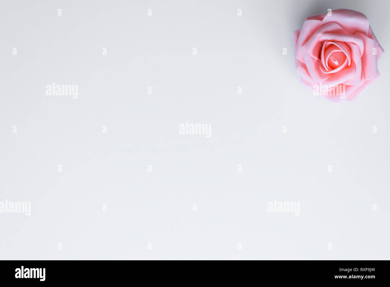 Fleur rose unique en rose, se trouve sur fond blanc avec copie espace pour Happy Valentines Day ou les mères le souhaite. Concept d'amour. Banque D'Images