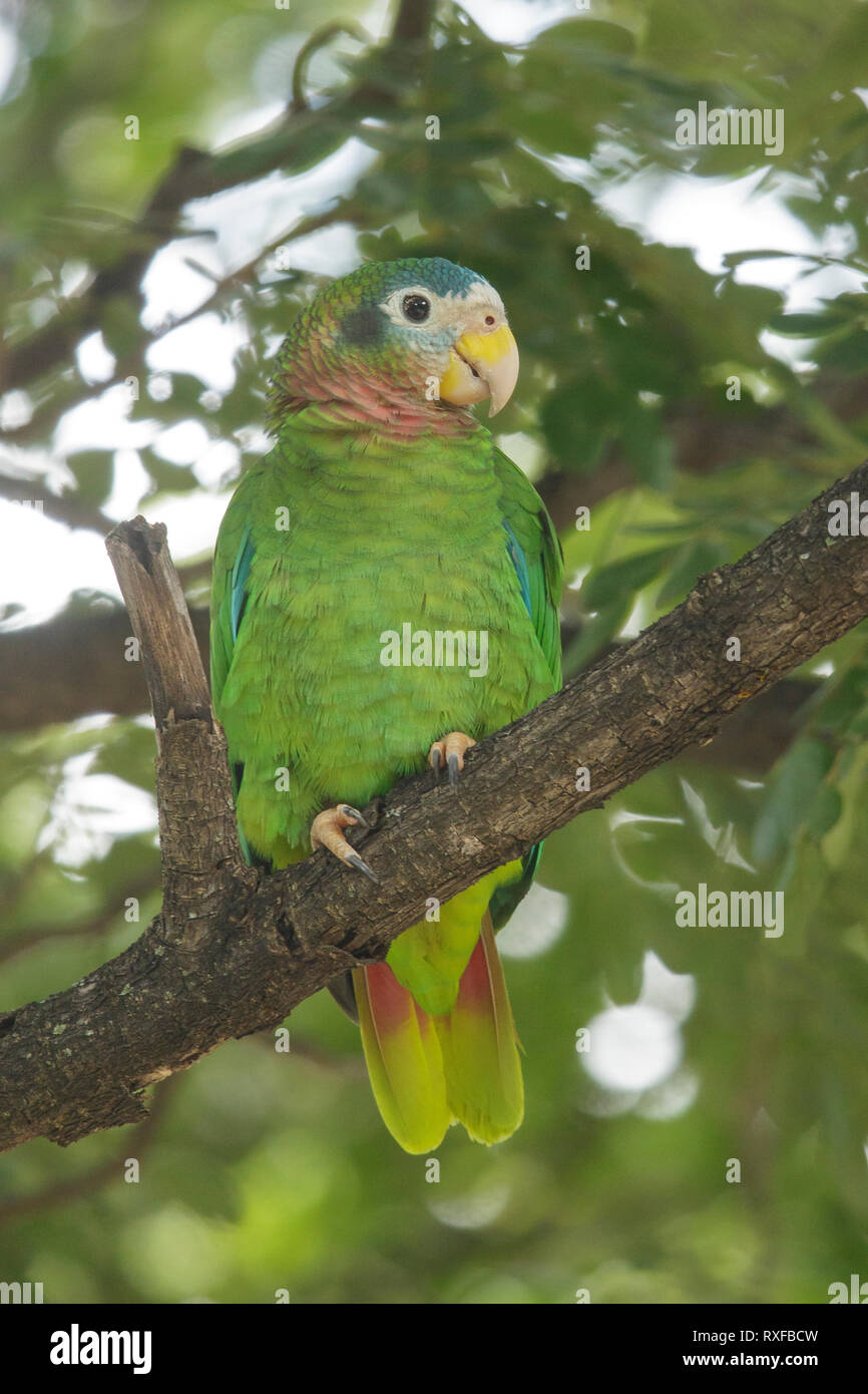 À bec jaune (Amazona collaria) perché sur une branche en Jamaïque dans les Caraïbes. Banque D'Images