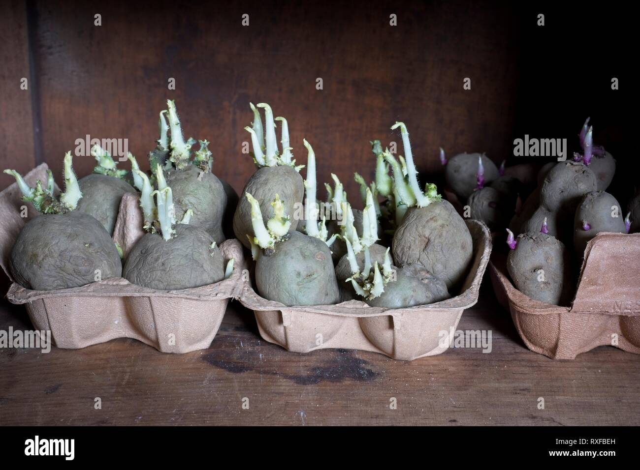 Chitting pommes de terre de semence dans une vieille boîte d'oeufs Banque D'Images