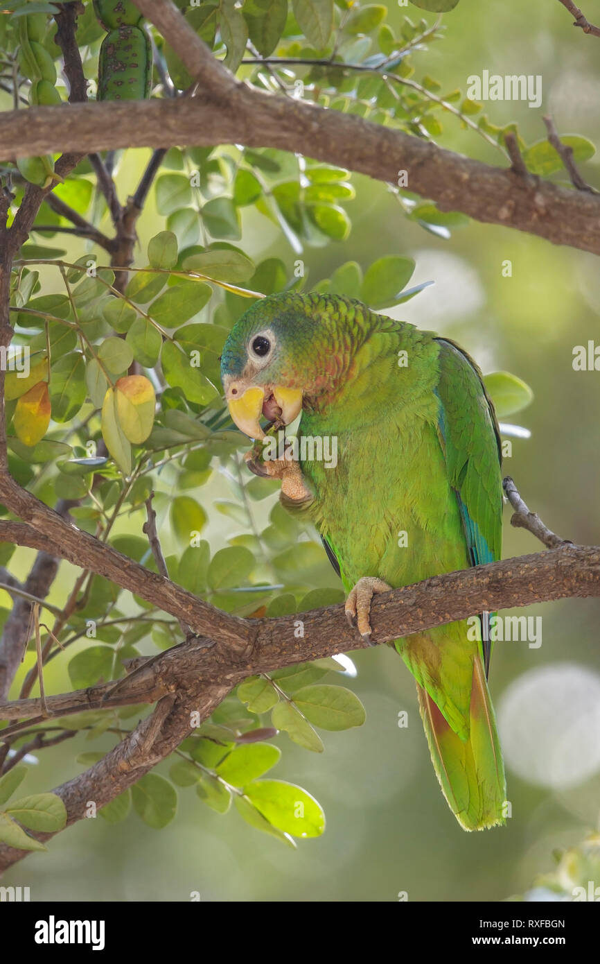 À bec jaune (Amazona collaria) perché sur une branche en Jamaïque dans les Caraïbes. Banque D'Images