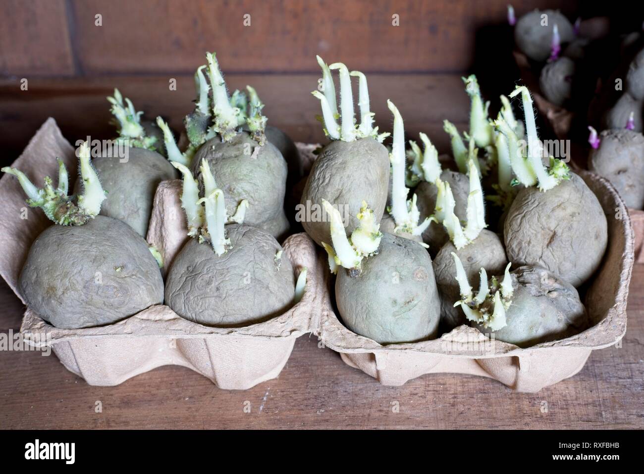 Chitting pommes de terre de semence dans une vieille boîte d'oeufs Banque D'Images