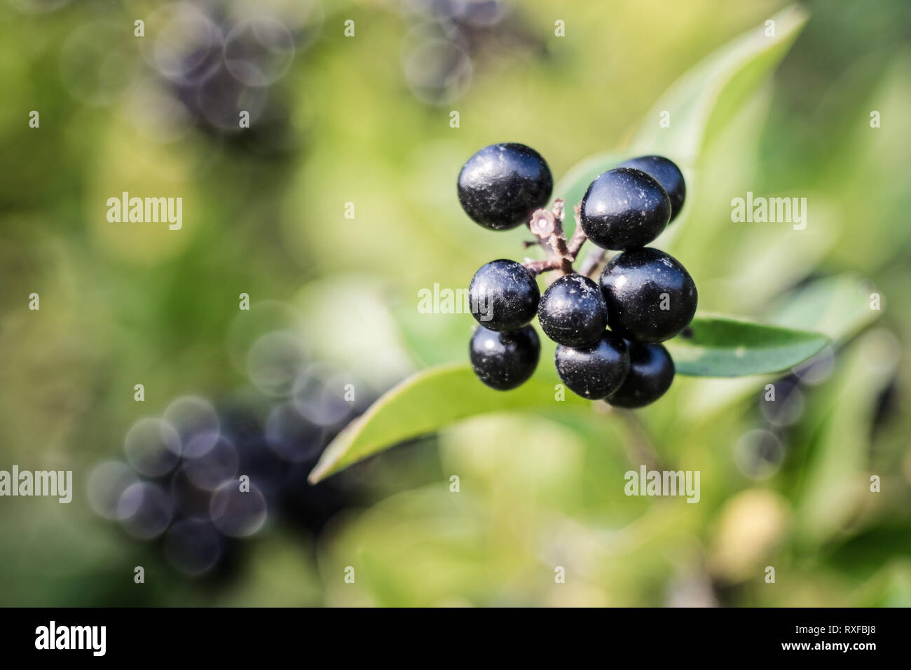 Im tiefen dunkelblau Beeren glänzende Strauch auf einem der wilden Gfe (Ligustrum), l'oder selten Rainweiden genannt, im Herbst. Banque D'Images