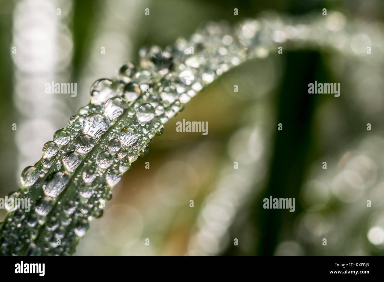 Grashalm mit Wassertropfen Banque D'Images