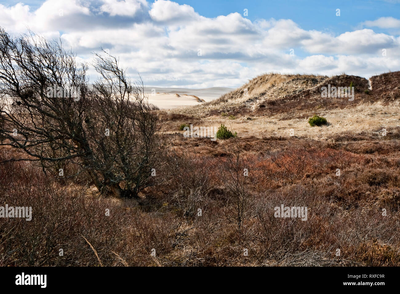 Bush dans une dune de sable. Tourné à partir de 'Raabjerg Mile', Danemark Banque D'Images