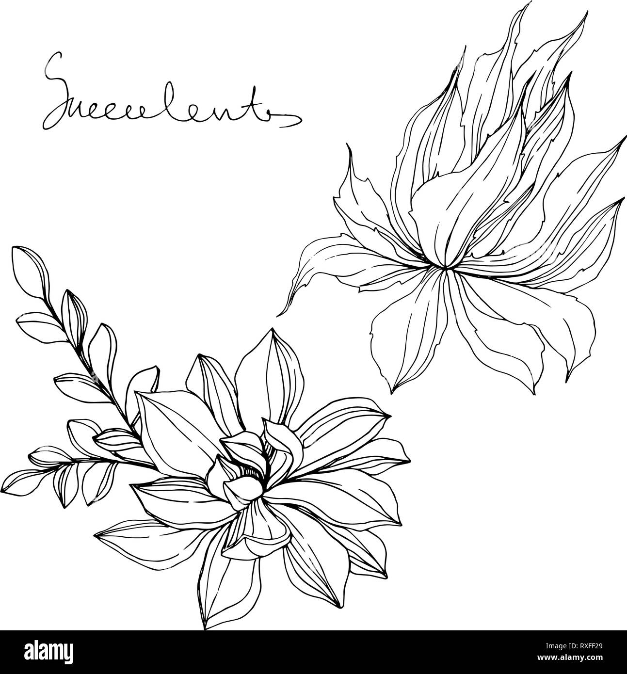 Fleurs succulentes botaniques Jungle vecteur. Gravée en noir et blanc L'art de l'encre. élément illustration succulentes isolés Illustration de Vecteur