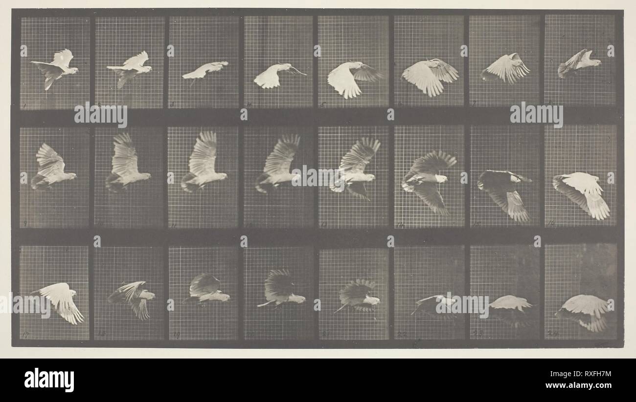 La traction animale, de la plaque 758. Eadweard Muybridge ; Anglais, actif United States, 1830-1904. Date : 1887. Dimensions : 20,5 × 36,8 cm (image) ; 48,4 x 61,4 cm (papier). Phototypie, de 'Animal Locomotion". Origine : Angleterre. Musée : le Chicago Art Institute. Banque D'Images