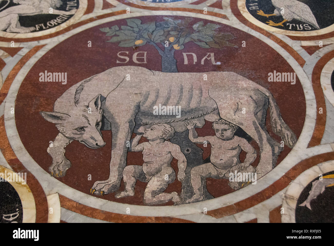 Mosaic à l'étage de la Duomo Sienne montrant Romulus et son frère jumeau Remus être nourris par le loup elle , La Cathédrale de Sienne , Duomo, est une église médiévale à Sienne, Italie Banque D'Images