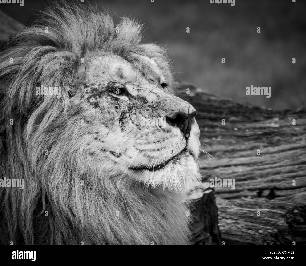 Le noir et blanc près de l'image d'une majestueuse, un homme lion's face Banque D'Images