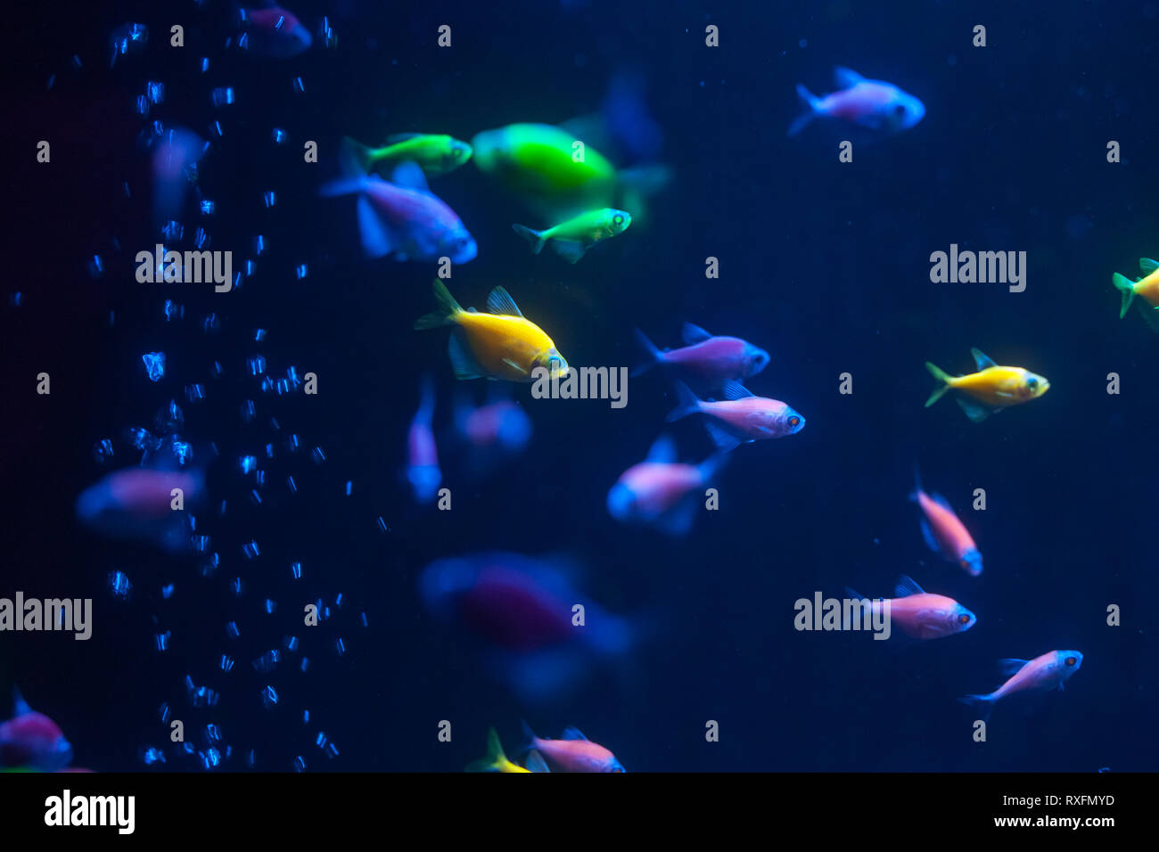 Les petits poissons colorés sous l'eau. Glofish close up. Banque D'Images