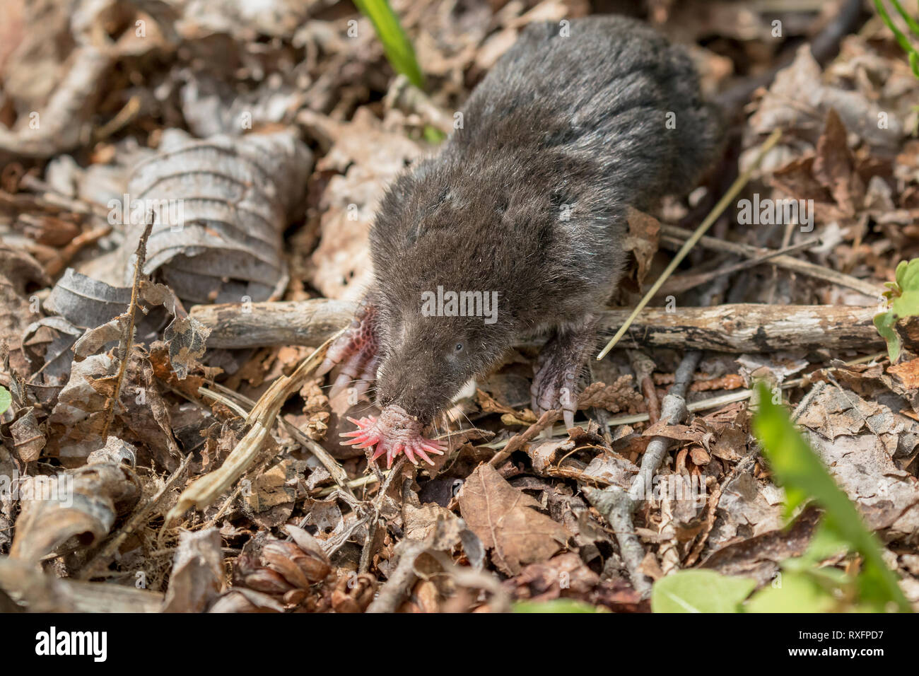 Brockville Ontario Banque D Image Et Photos Alamy