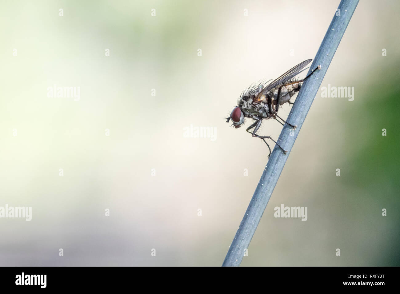Fliege auf dem Maschendrahtzaun Altglas-Fotografie - mit dem Trioplan 100mm f2.8 Banque D'Images
