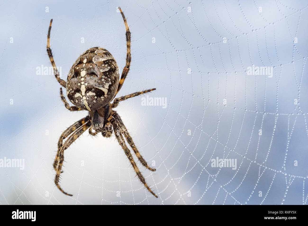 Auf einem Spinnennetz Kreutzspinne Banque D'Images