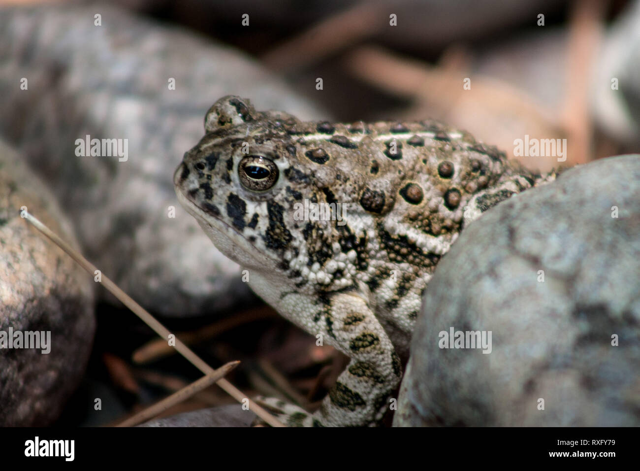 Un éperon rocheux près de la vie envisage de crapaud, le Wyoming Wheatland Banque D'Images