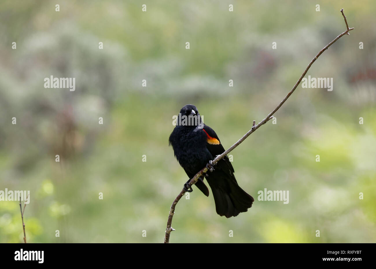 Un carouge à épaulettes chante à partir d'une branche sur pôle montagne de l'Arc de la médecine National Forest. Banque D'Images