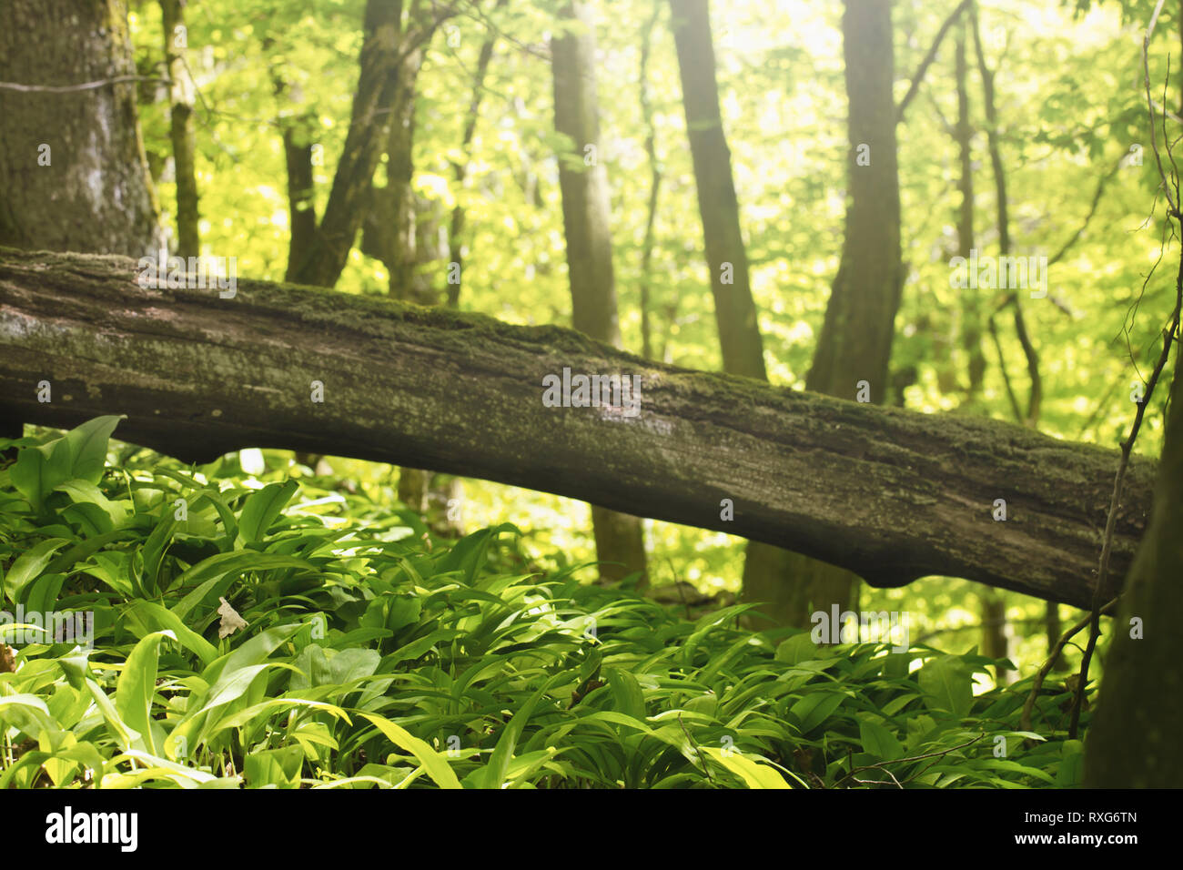 L'ail sauvage dans la forêt en croissance Banque D'Images