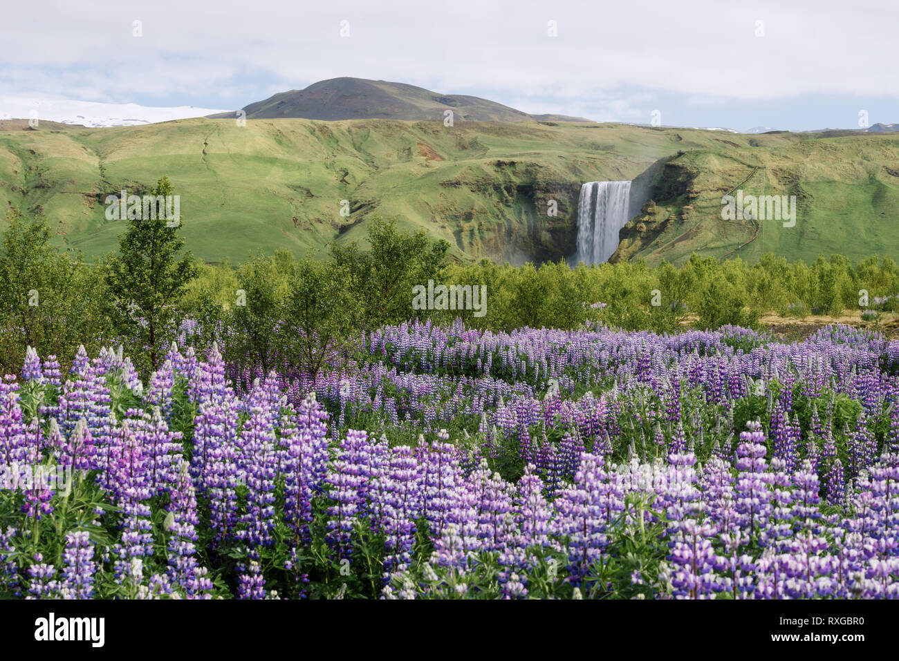 Cascade de Skogafoss et lupin en fleurs, de l'Islande. Paysage islandais typique. Jour d'été ensoleillé Banque D'Images
