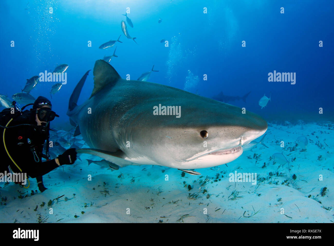Requin tigre (Galeocerdo cuvier) natation par près. Plage du tigre, Bahamas Banque D'Images