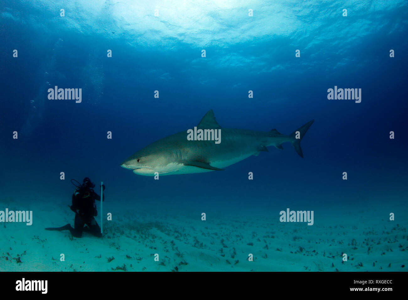 Requin tigre (Galeocerdo cuvier). Vers un plongeur assis sur le fond sableux. Plage du tigre, Bahamas Banque D'Images