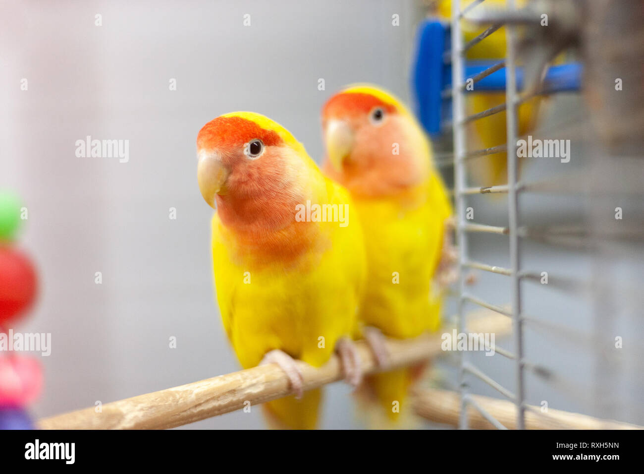 Deux tourtereaux colorées en jaune et rouge.. troplical animaux domestiques. Banque D'Images