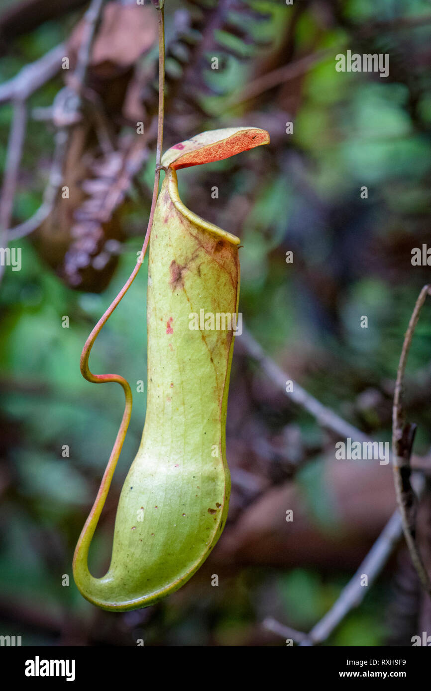 Sarracénie, Nepenthes, un distilatoria sarracénie tropicales endémiques au Sri Lanka, la réserve forestière de Sinharaja, Parc National de Sinharaja, Sri Lanka Banque D'Images