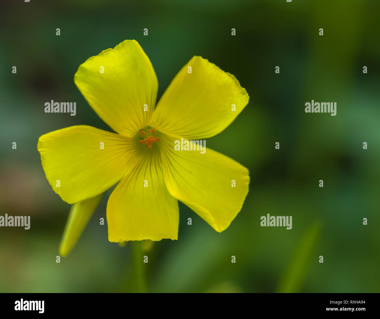 Fermer jusqu'à la fleur de renoncule des Bermudes (Oxalis pes-caprae) Banque D'Images