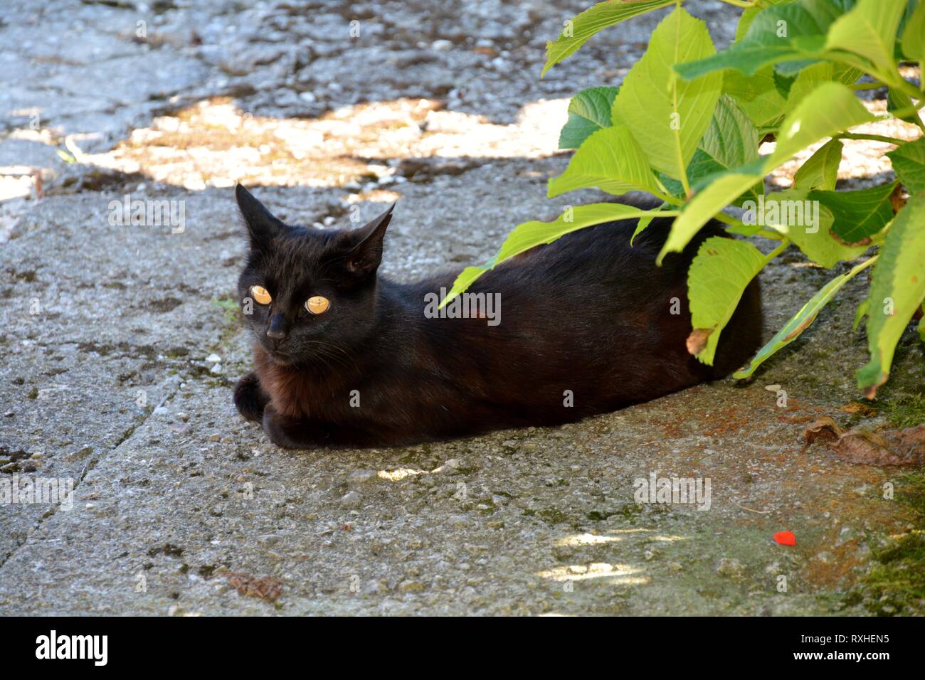 Un chat noir couché Banque D'Images