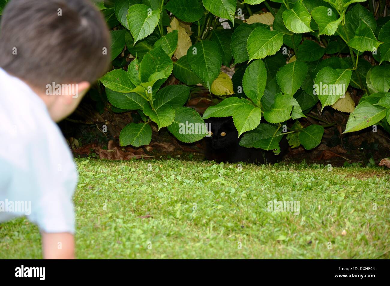 Un garçon et un chat noir joue à cache-cache, hided dans les feuilles Banque D'Images