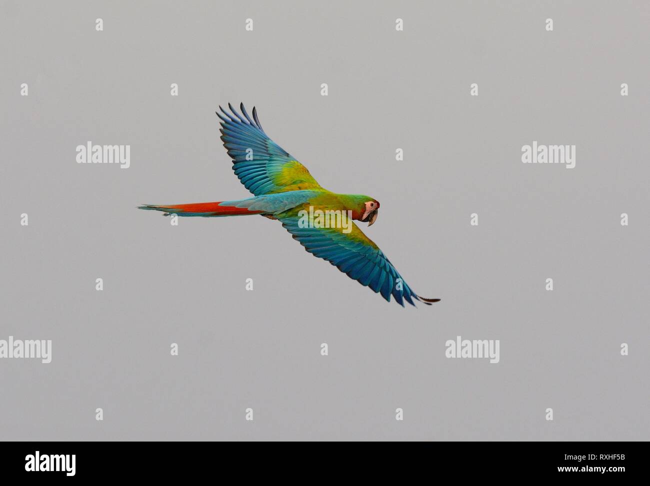 Belle animal hybride adultes Macaw vol libre Banque D'Images