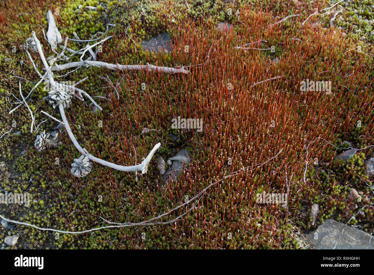 Route de Waskaganish Eeyou Istchee, Territoire de la Baie James, Québec, Canada Banque D'Images