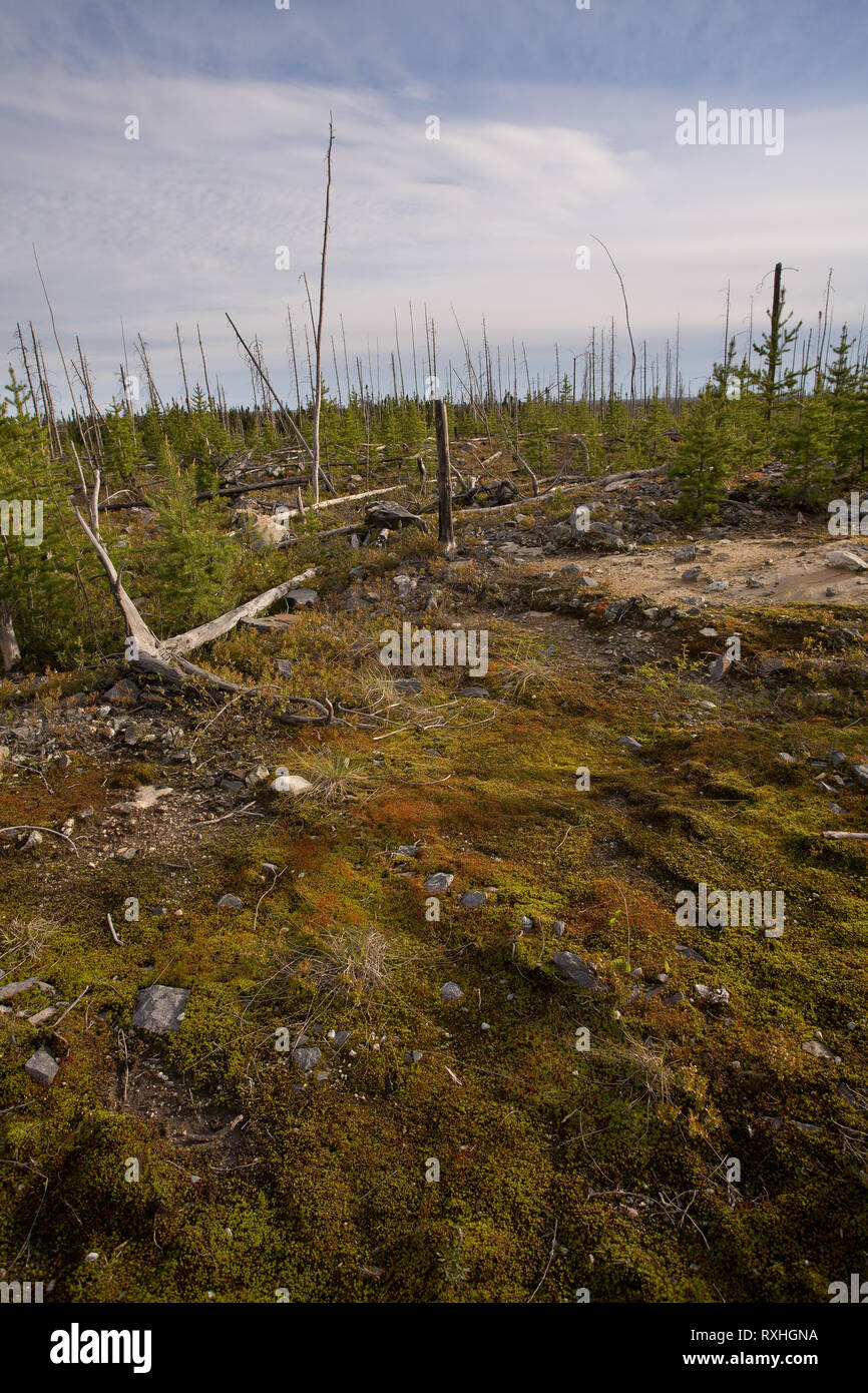Route de Waskaganish Eeyou Istchee, Territoire de la Baie James, Québec, Canada Banque D'Images