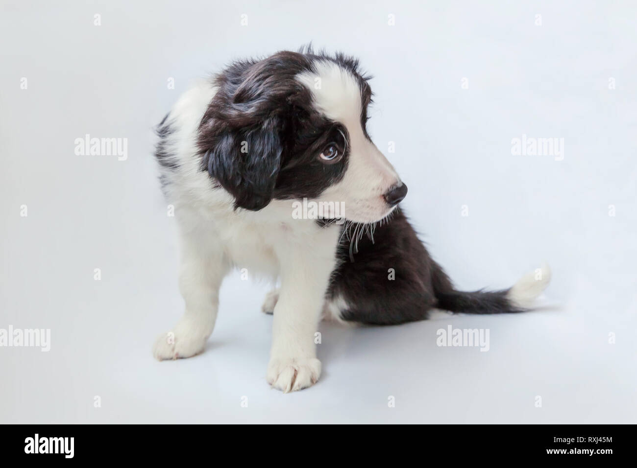 Funny Studio Portrait Of Cute Souriant Chiot Border Collie