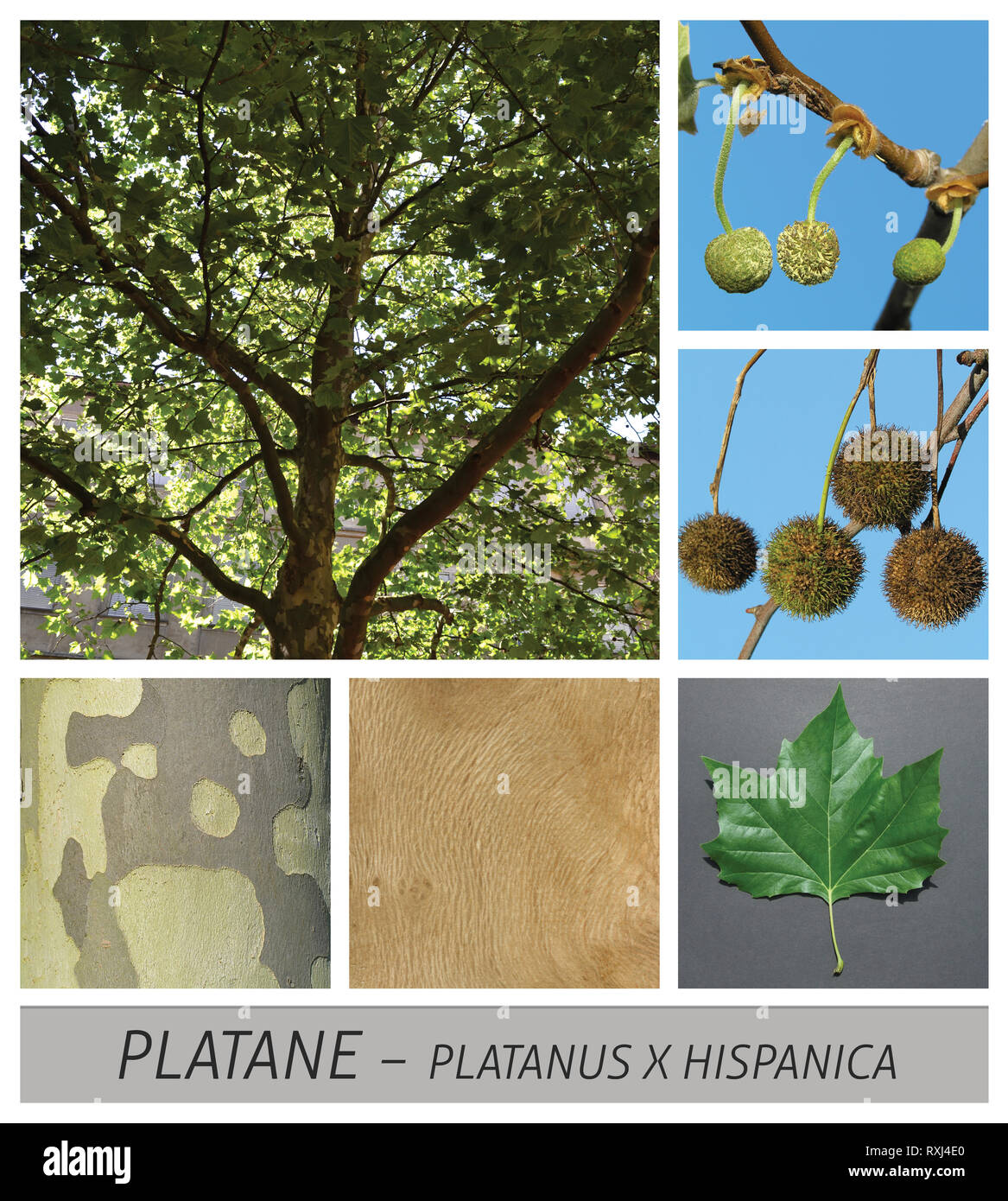 Avion, Maple, commun, Platanus hispanica, fruits, feuilles, Banque D'Images